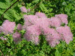 Image of Thalictrum aquilegiifolium