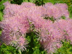 Image of Thalictrum aquilegiifolium