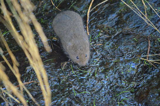 Image of Southern Water Vole