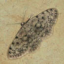 صورة Scopula diffinaria Prout 1913