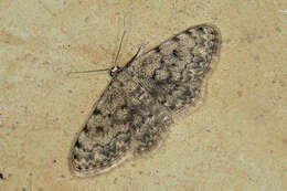 صورة Scopula diffinaria Prout 1913