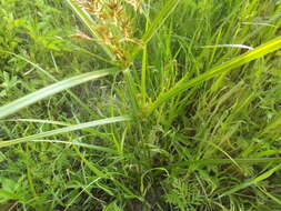 Image of Lean Flat Sedge