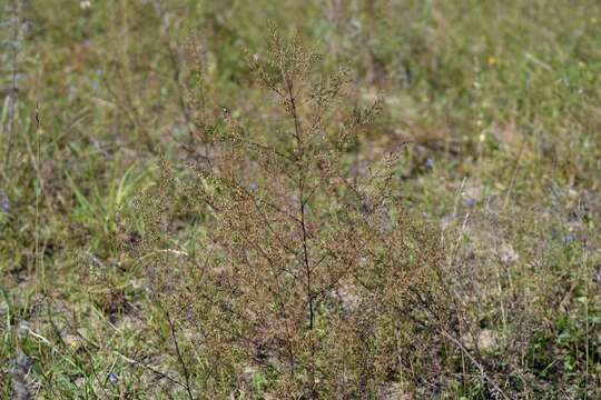 Imagem de Artemisia scoparia Waldst. & Kit.