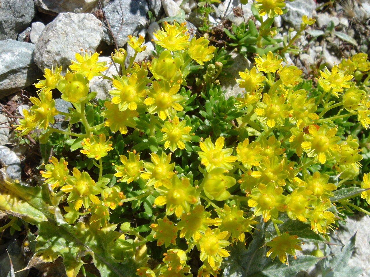 Image of Yellow (Mountain) Saxifrage