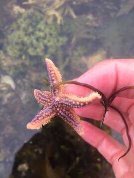 Image of Common sea star