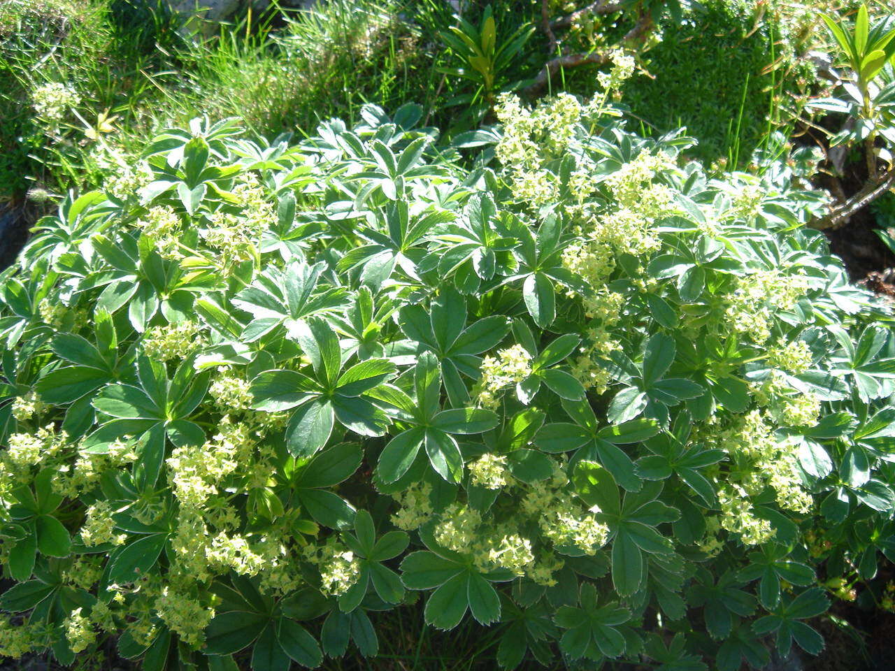 Image of Alpine Lady's-mantle