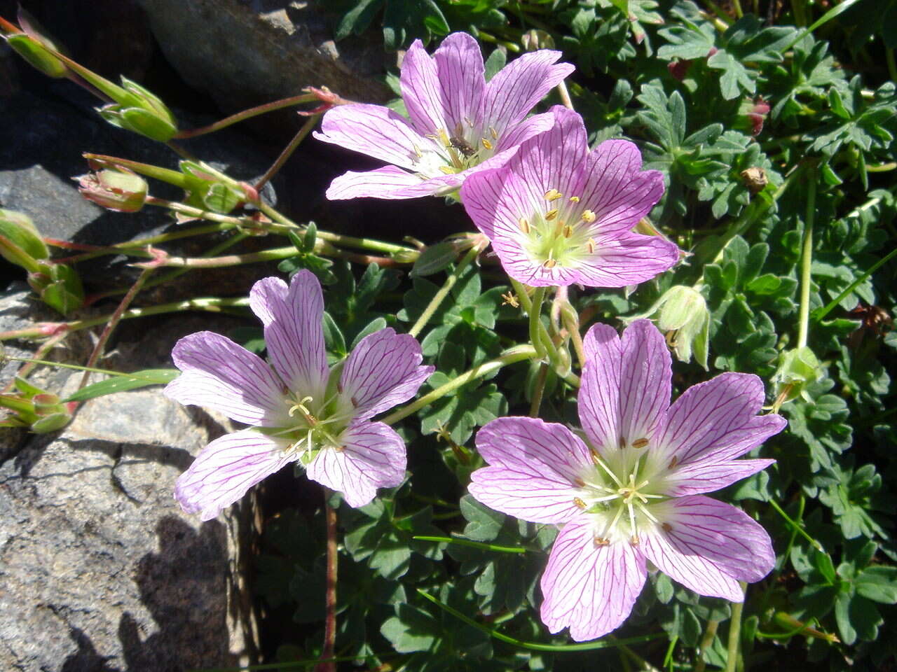 Image of ashy cranesbill