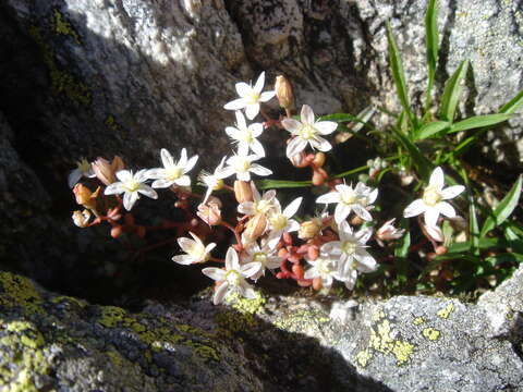 Image of thick-leaf stonecrop