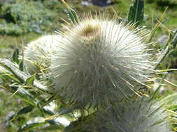 Image of woolly thistle