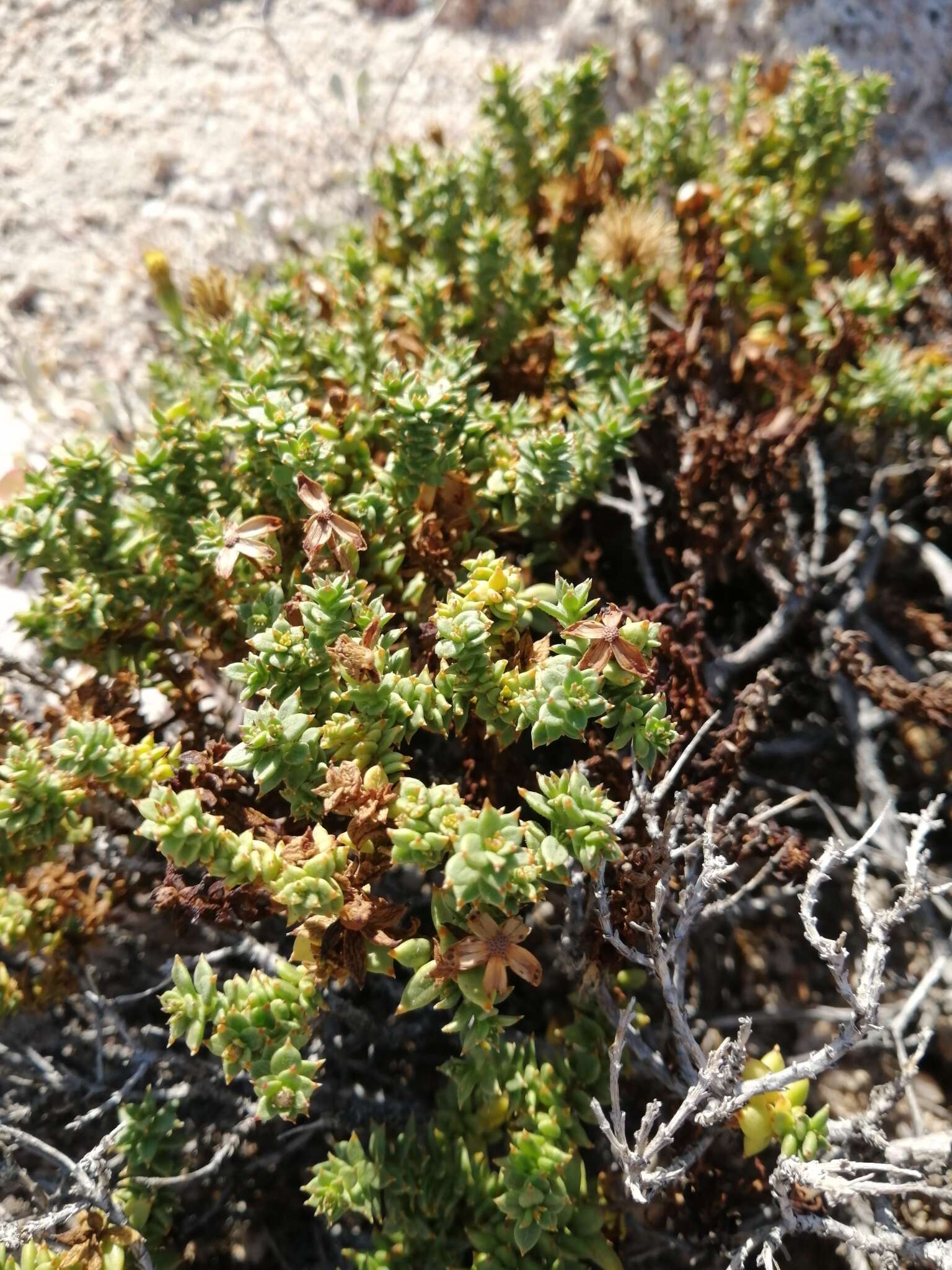 Image of Bajacalia crassifolia (S. Wats.) Loockerman, B. L. Turner & R. K. Jansen