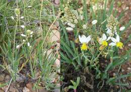 Image of Bulbine triebneri Dinter