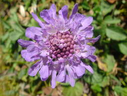 Image of glossy scabious