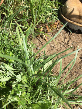 Image of dotseed plantain