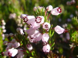 Image of Cornish heath