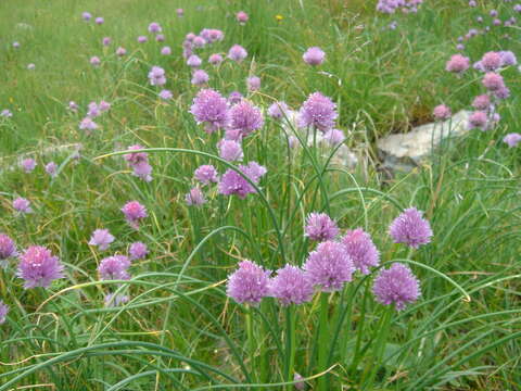 Image of wild chives