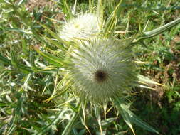 Image of woolly thistle