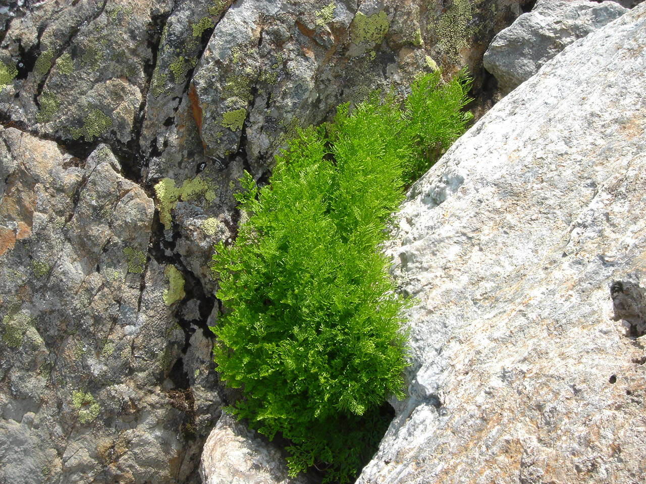 Image of parsley fern