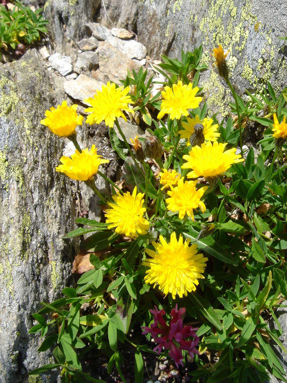 Image of Scorzoneroides pyrenaica subsp. pyrenaica