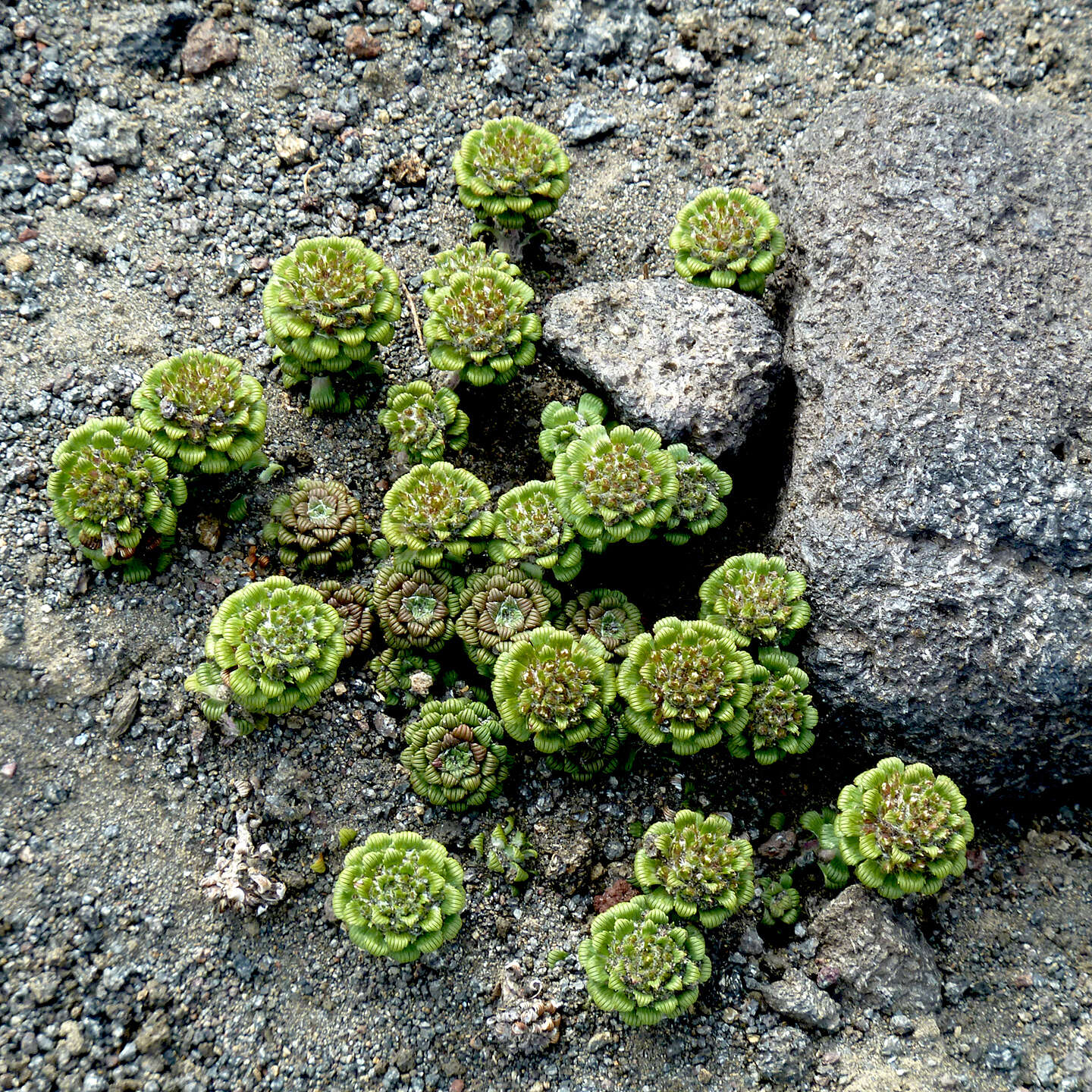 Image of Nassauvia lagascae (D. Don) F. Meigen