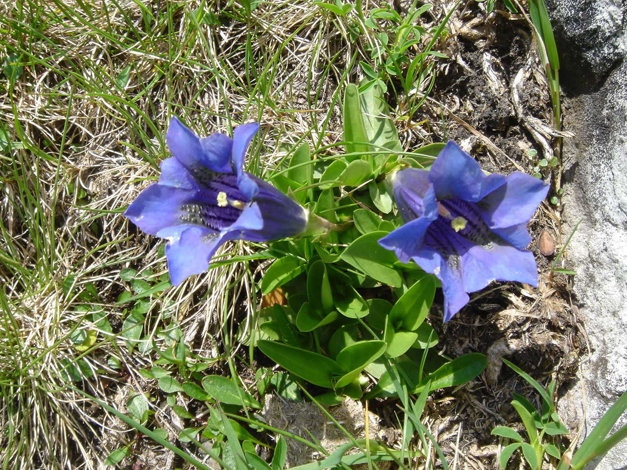 Image of Stemless Gentian