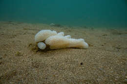 Image de Eudistoma elongatum (Herdman 1886)