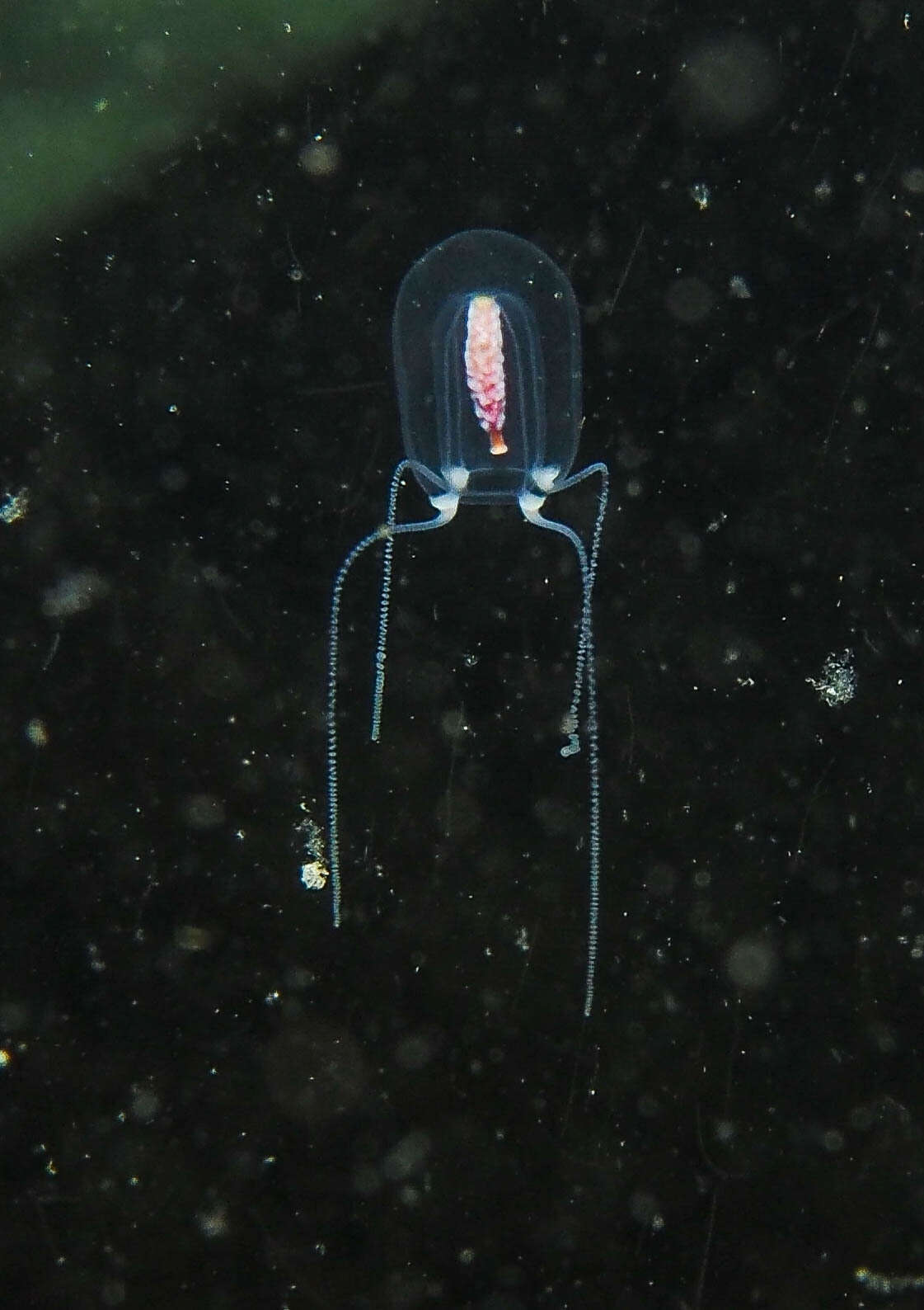 Image of Euphysa flammea (Hartlaub 1902)