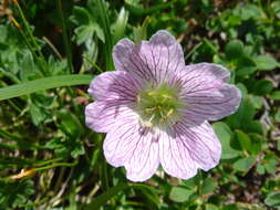 Image of ashy cranesbill