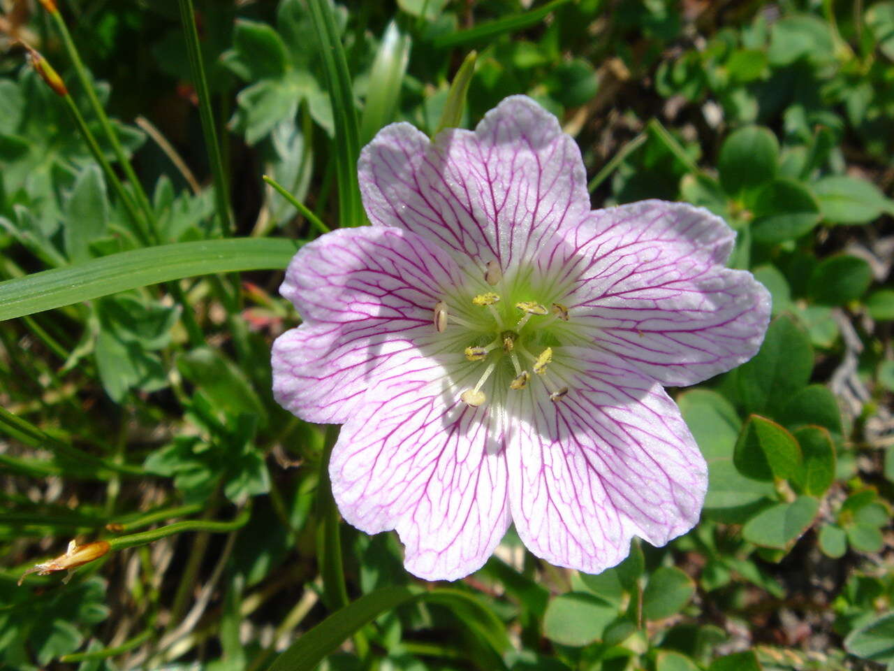 Image of ashy cranesbill