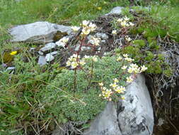 Image of Livelong Saxifrage