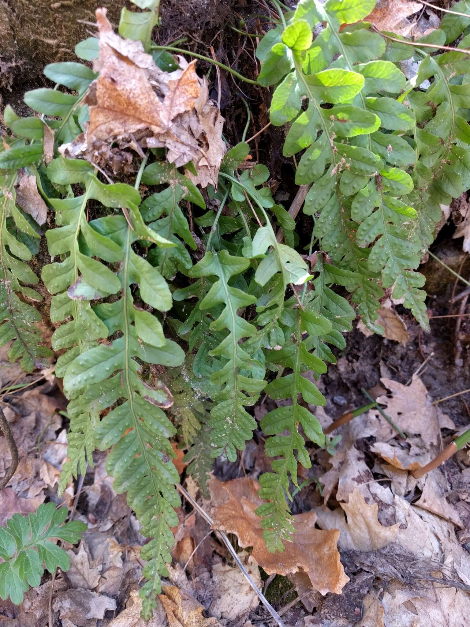 Image of western polypody