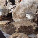 Image of Sagebrush Sparrow