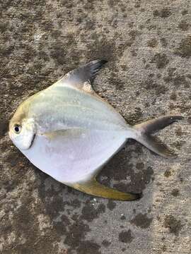 Image of American Harvestfish