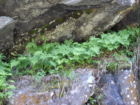 Image of Beech Fern