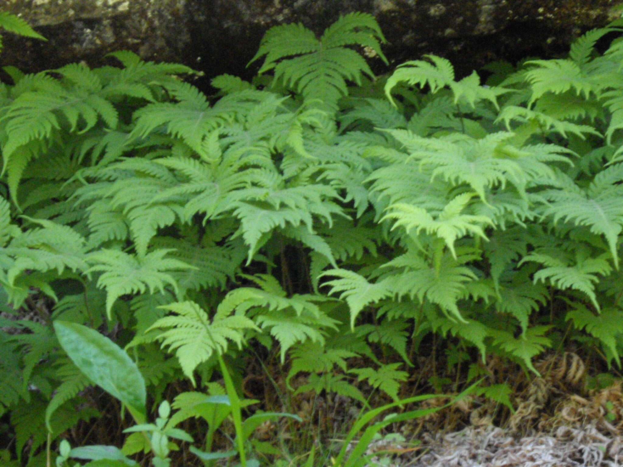 Image of Beech Fern