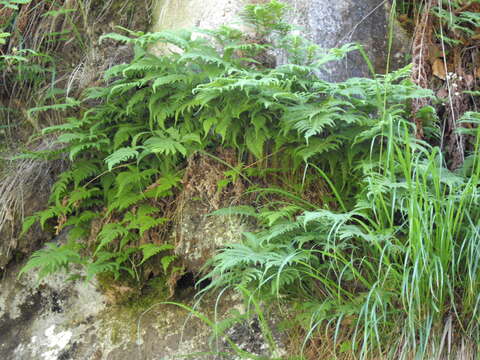 Image of Beech Fern