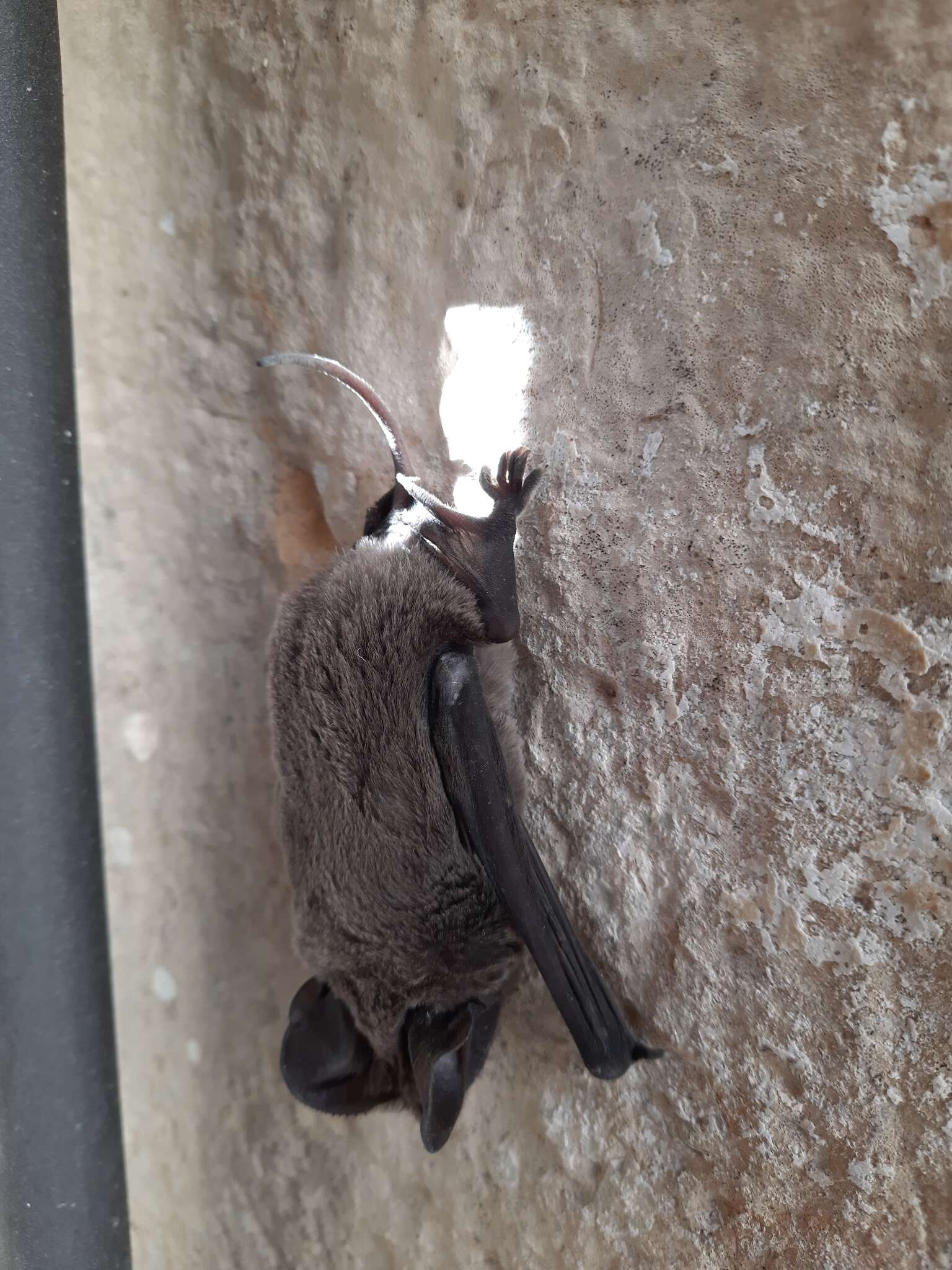 Image of European Free-tailed Bat