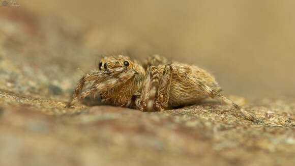 Image of Euophrys leipoldti Peckham & Peckham 1903