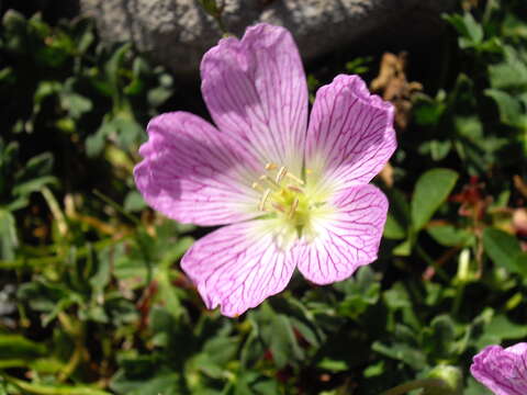 Imagem de Geranium cinereum Cav.