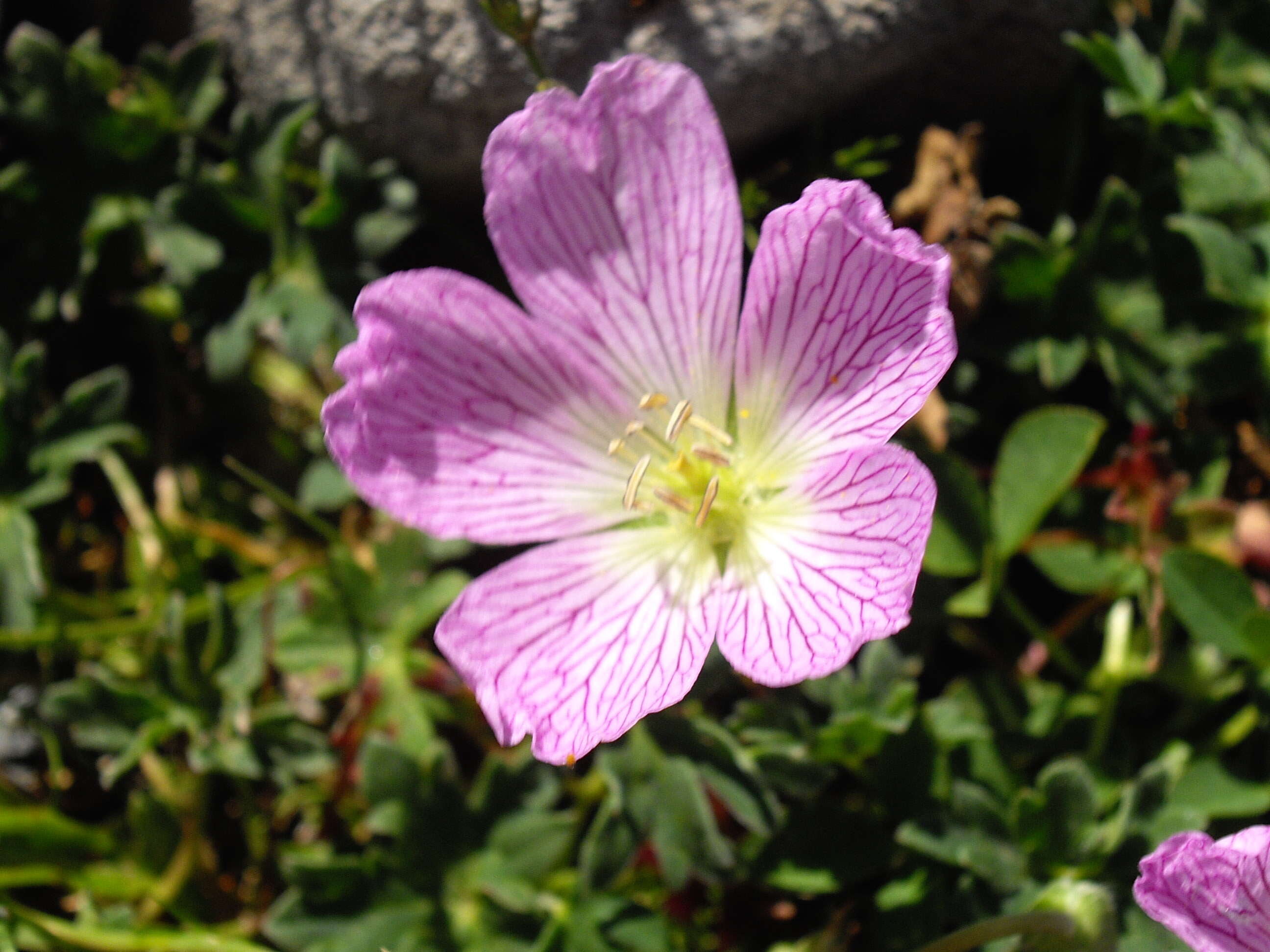 Image of ashy cranesbill