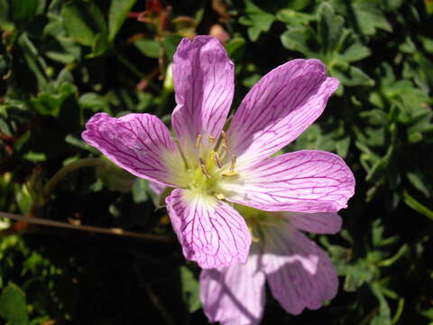 Imagem de Geranium cinereum Cav.