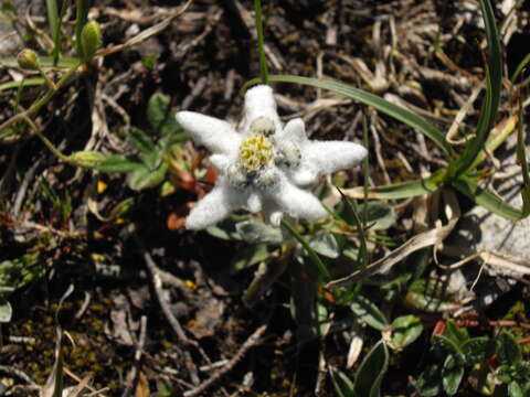 Image of edelweiss