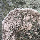 Image of Septobasidium orbiculare (Durieu & Lév.) Donk 1966