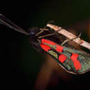 Image of Zygaena oxytropis Boisduval 1828