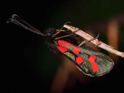 Image of Zygaena oxytropis Boisduval 1828