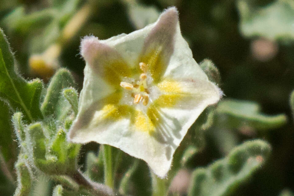 Image de Chamaesaracha sordida (Dun.) A. Gray