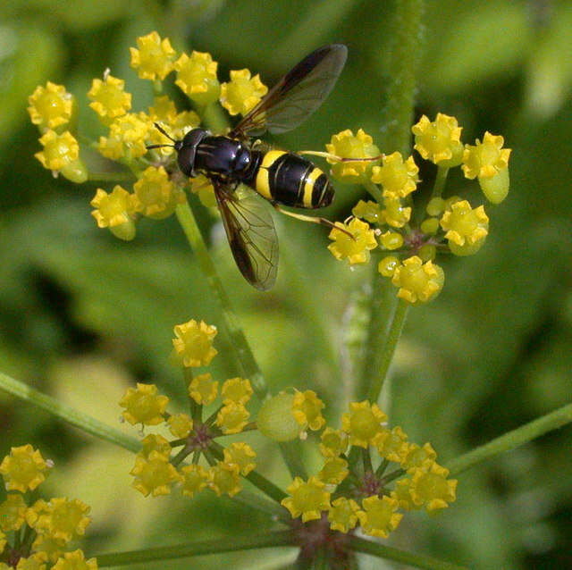 Imagem de Pastinaca sativa L.