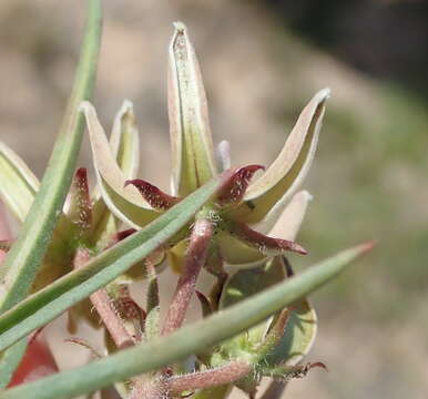 Sivun Asclepias navicularis (E. Mey.) Schltr. kuva