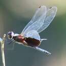 Rhyothemis semihyalina (Desjardins 1835) resmi