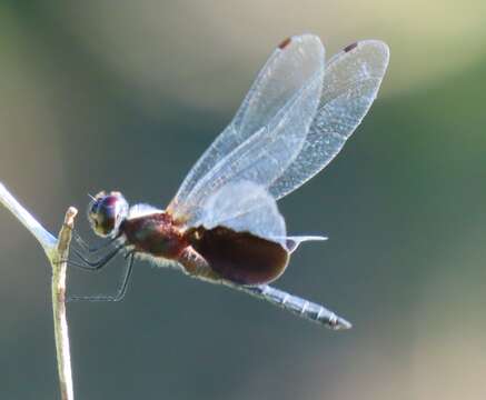 Image of Phantom Flutterer