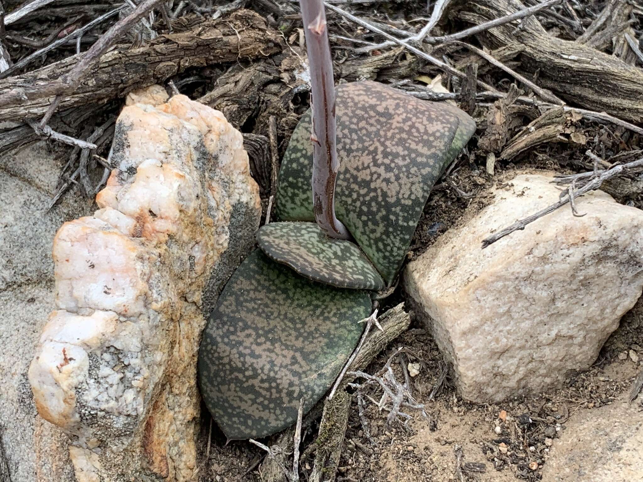 Image of Gasteria vlokii van Jaarsv.